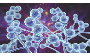 هشدار فوری در مورد شیوع قارچ کشنده مقاوم در برابر دارو در ۶۱ کشور