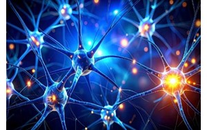 کشف یک زبان پنهان در مغز