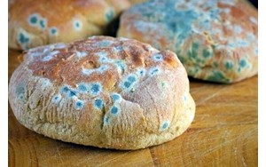 غذای کپک کبد و کلیه را هدف می گیرد!