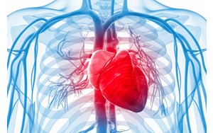 ۴ زمانی که باید به متخصص قلب مراجعه کنید