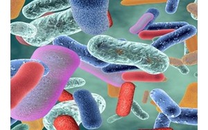 درمان موفق عفونت گوارشی 35بیمار با پیوند مدفوع